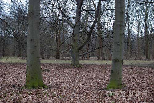 冬天的大自然光秃秃的树,树干上有双生的树枝和苔藓
