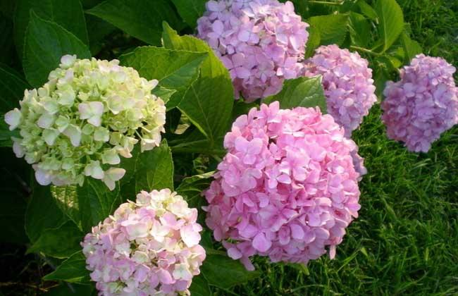 盆栽绣球花怎么养?