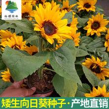矮生多头向日葵种子观赏盆栽室内室外太阳花小葵花籽春季四季种孑
