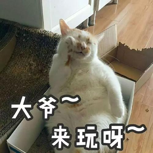 喵~~猫表情包
