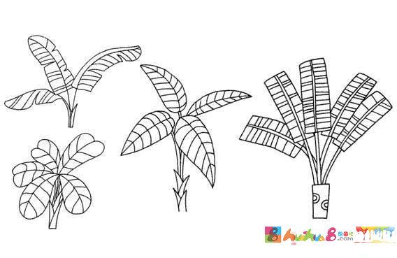 芭蕉树的画法带步骤图 手绘芭蕉树简笔画图片