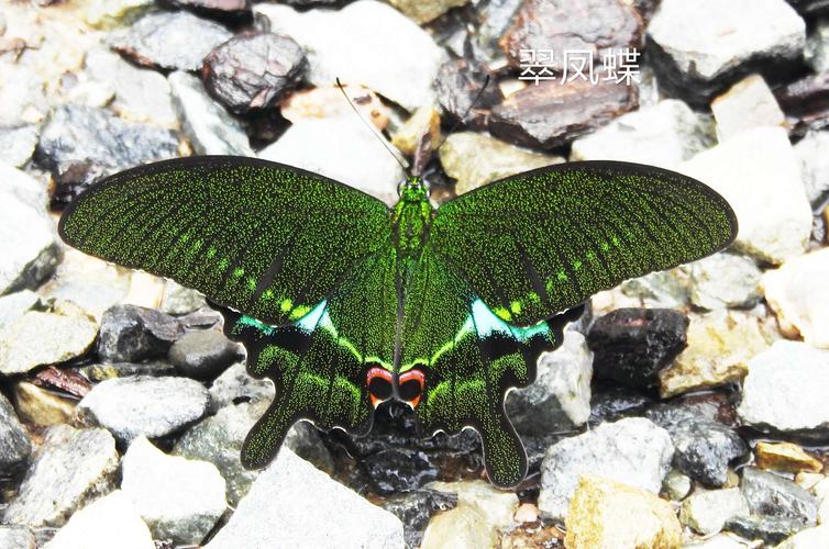 凤蝶多为中大型蝴蝶 翠凤蝶,翅展95-125毫米.