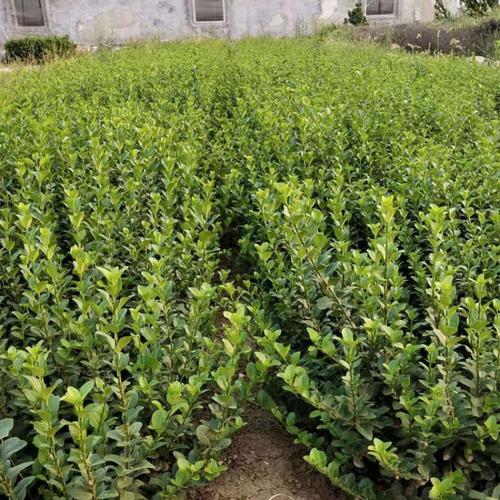 青州基地直供胶东卫矛 卫矛球 胶东卫矛 庭院绿篱植物卫矛