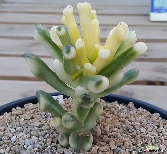 多肉植物筒叶花月锦