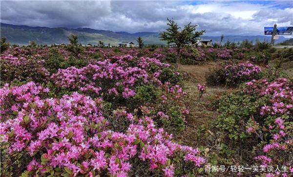 中国十大最美森林之白马雪山高山杜鹃林.山美林更美,去看看