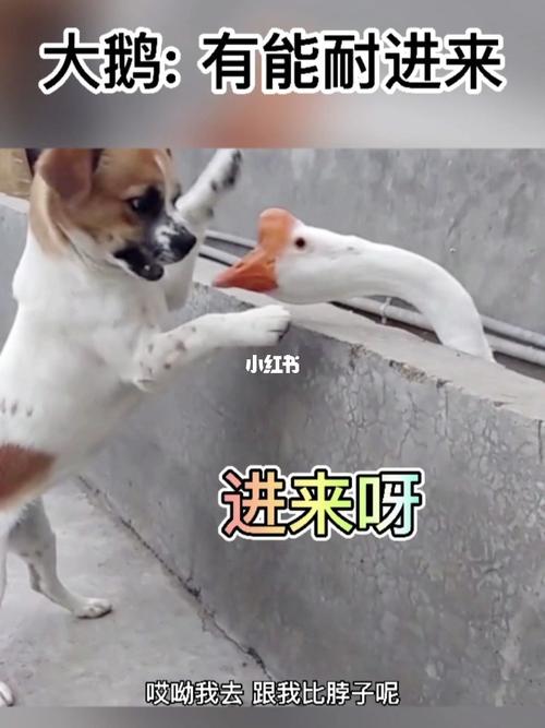 大鹅好厉害呀_搞笑_配音_搞笑配音_搞笑_搞笑其他