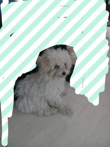 这只白色卷毛狗是什么品种