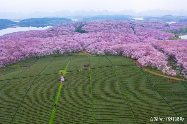 平坝农场不仅有大片樱花,还有很多碧绿的茶园,成片的桃园.