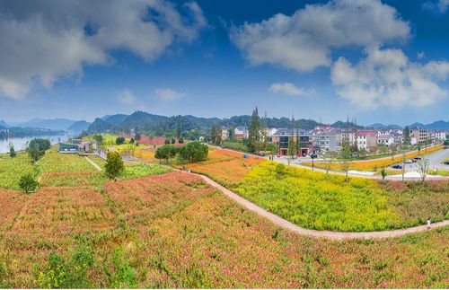 杭州建德下涯黄饶半岛千亩花海盛开迎万方客来_浙江