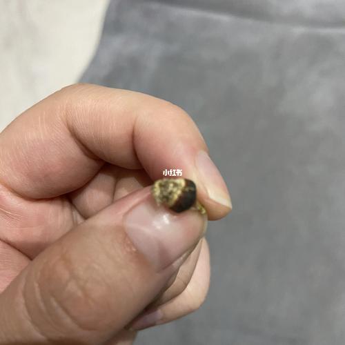 肉锥毛汉尼种荚掉落_多肉植物_多肉控_家居家装_家居