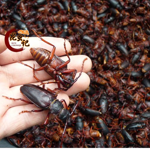 野生山山牛 新鲜山水牛 公母山虫牛 荒野生美味虫子昆虫记美味