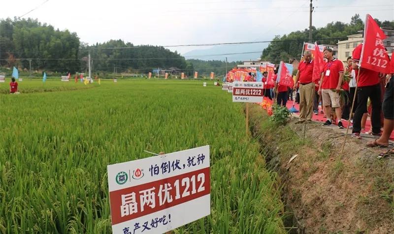 超级杂交水稻高产与优质高峰论坛暨晶两优1212产销对接大会隆重召开