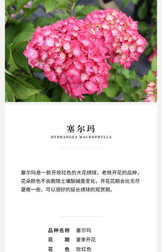 海蒂的花园 塞尔玛大花绣球八仙花庭院阳台耐阴花卉植物15cm盆栽