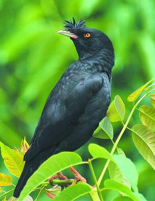 八哥鸟可家养吗?需要注意什么?