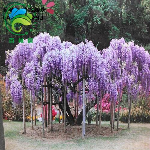 紫藤树苗多花紫藤花苗 紫颜色紫藤攀援植物庭院别墅攀爬植物 长穗紫藤