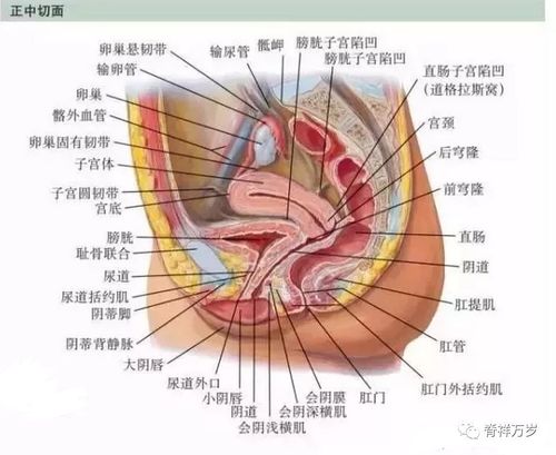 骨盆底 盆腔解剖图谱_子宫