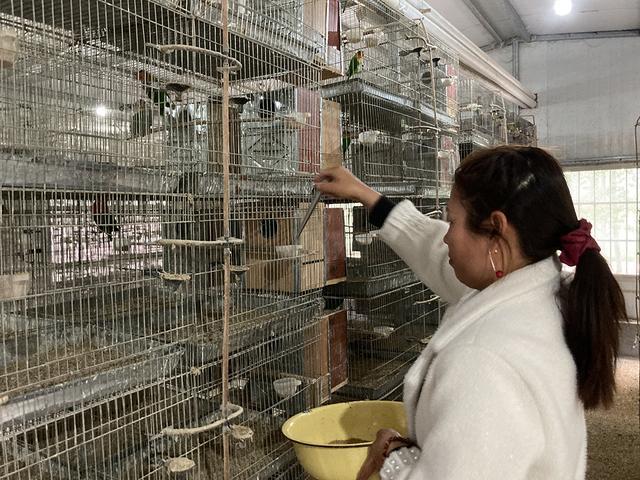商丘鹦鹉养殖的非法困境鹦鹉成批饿死养殖户损失加剧