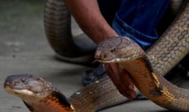 交配长达一小时,稍不小心,雌蛇就