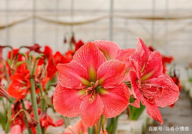 朱顶红的花朵花色艳丽而且花型多变万化,长长的叶片雅如兰花