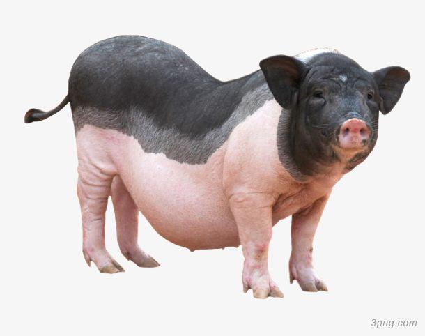 标签:花猪黑白花猪大肚子猪