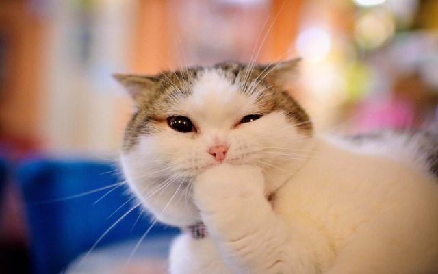 原创当猫咪遇到杜宾犬,吓得躲在墙角瑟瑟发抖,网友:表情包限定