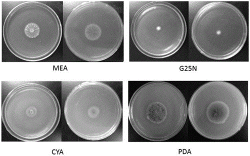 一株红曲霉菌株及其应用制造技术