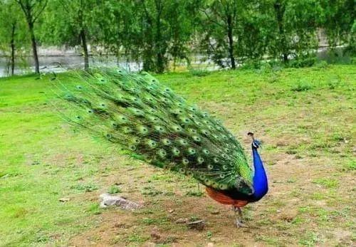 斗门动物园来啦!羊驼,孔雀,黑天鹅,小矮马,小浣熊…你