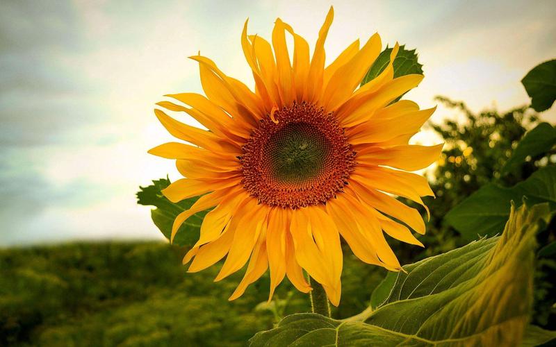 俄罗斯国花——向日葵