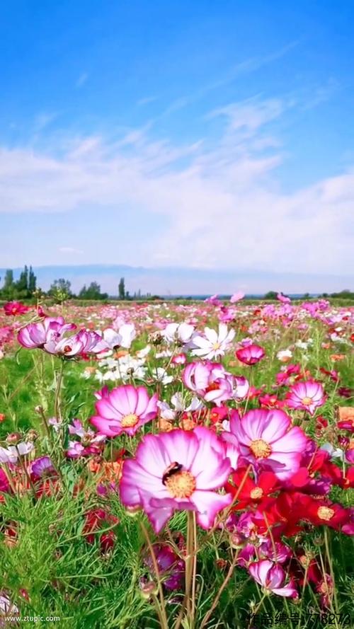 花海蓝天唯美大自然风光风景自媒体实拍