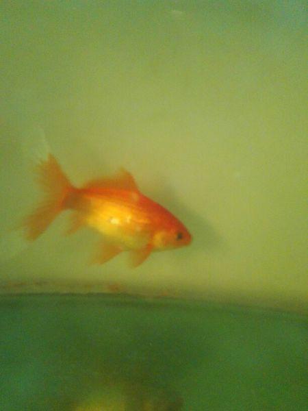 大家帮忙看看我的草金鱼肚子怎么这么大是不是怀孕了