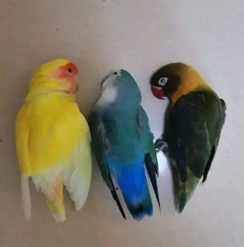家里饲养的几十种鹦鹉,一天内全部死亡,得出以下五种原因!
