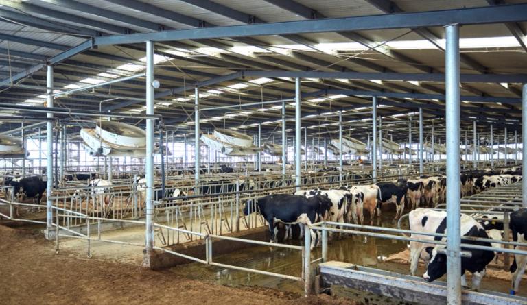 现代化奶牛养殖基地