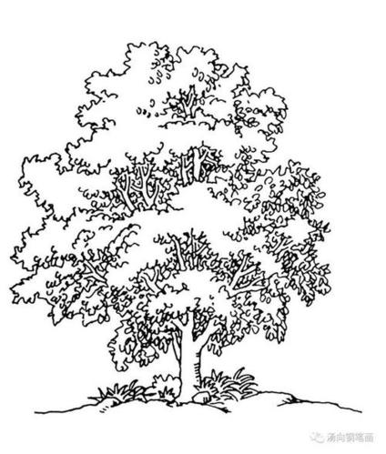 枝繁叶茂大树的简笔画