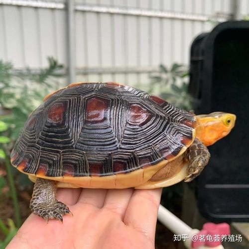 的龟友总结出来的,并不是我自己说的哈),断板龟(因为黄缘龟长大之后