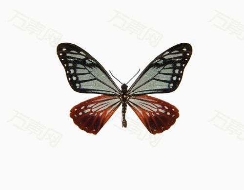 褐斑凤蝶
