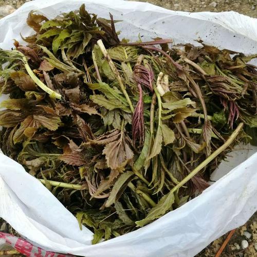 听说,雪芽菜生长在雪山上,采摘非常不易,所以,必须得给友友一个大大的