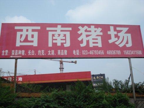 好话,场长看到我们远道而来的份上,同意了    走在去猪场的路上