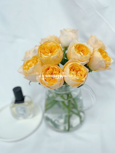 迪瑞特 缪斯女神玫瑰_缪斯女神_点缀生活的鲜花_家居家装_家居装饰