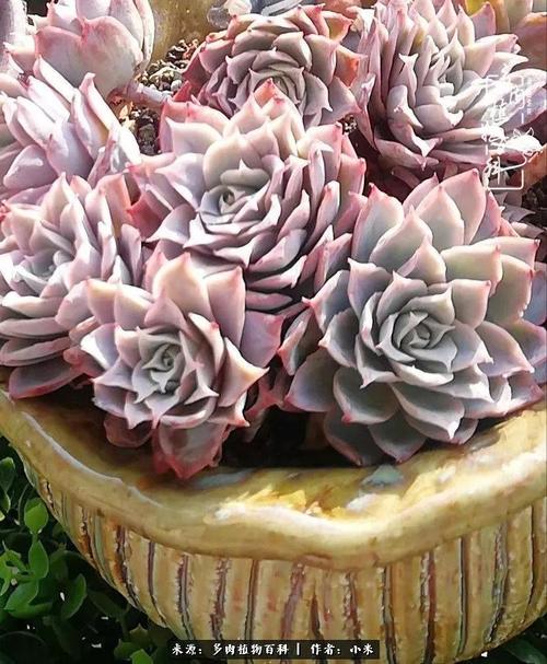 约瑟琳的华丽转身  孪生姐妹拉霍亚爪,一个略显