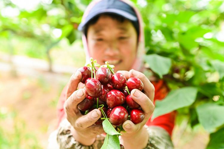 一颗烟台大樱桃的新旅程淘宝特价版的洞察与重塑