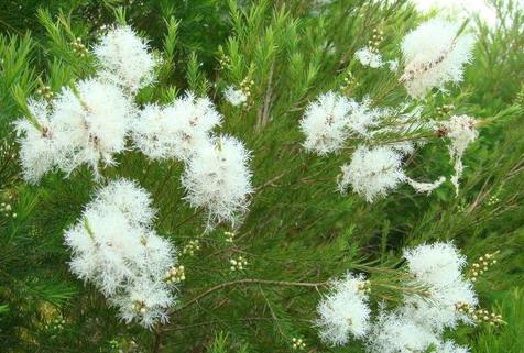 澳洲茶树 tea tree