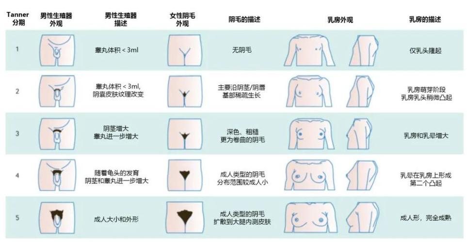 父母一定要了解的孩子青春期发育秘密