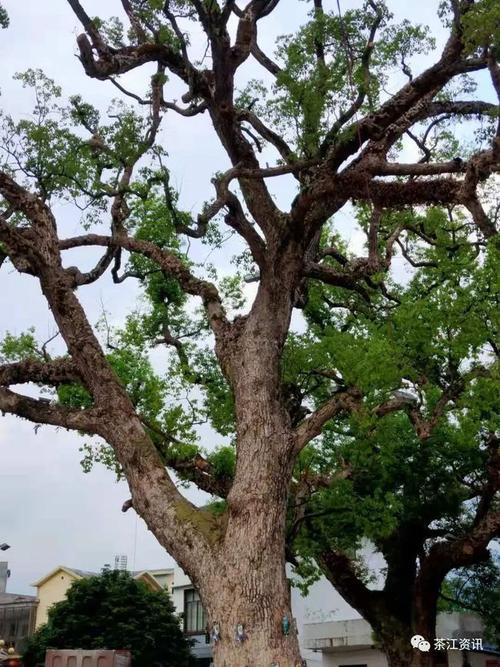 后续来了恭城栗木关帝庙前的古木老樟树生病了