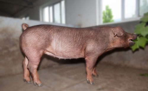 新美系杜洛克母猪 亿盛源牧业