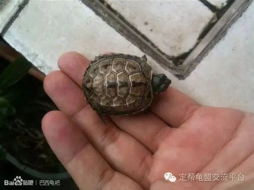 真菌感染的龟龟不仅壳色受到影响,还会通过甲壳磨损传染给其他龟.