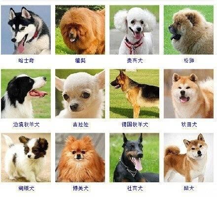 原来萌萌的狗子有这麼多种类,涨姿势了![憧憬]