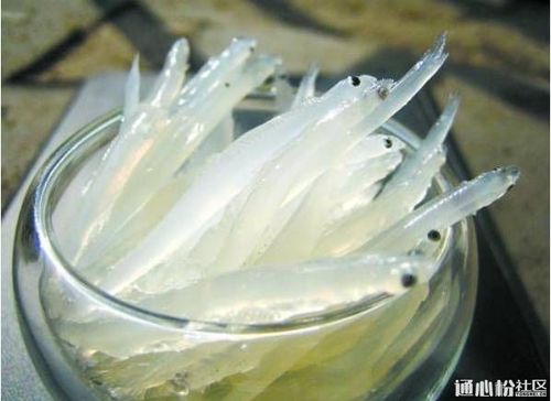 品鱼丨银鱼:最大最珍贵的两栖动物,太湖里的第一小鲜肉!
