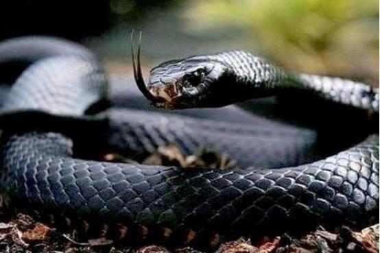 主要是以啮齿类动物,鸟类,蜥蜴为食,也吃其他毒蛇类,响尾蛇和蝮蛇等