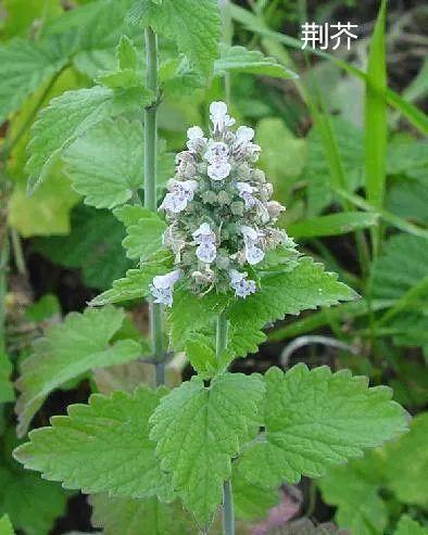 两味中药,治一切牙痛|清肺|润肠|补血|荆芥_网易订阅