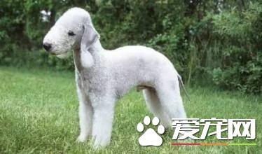 贝灵顿梗犬听话不贝灵顿梗犬争斗心强